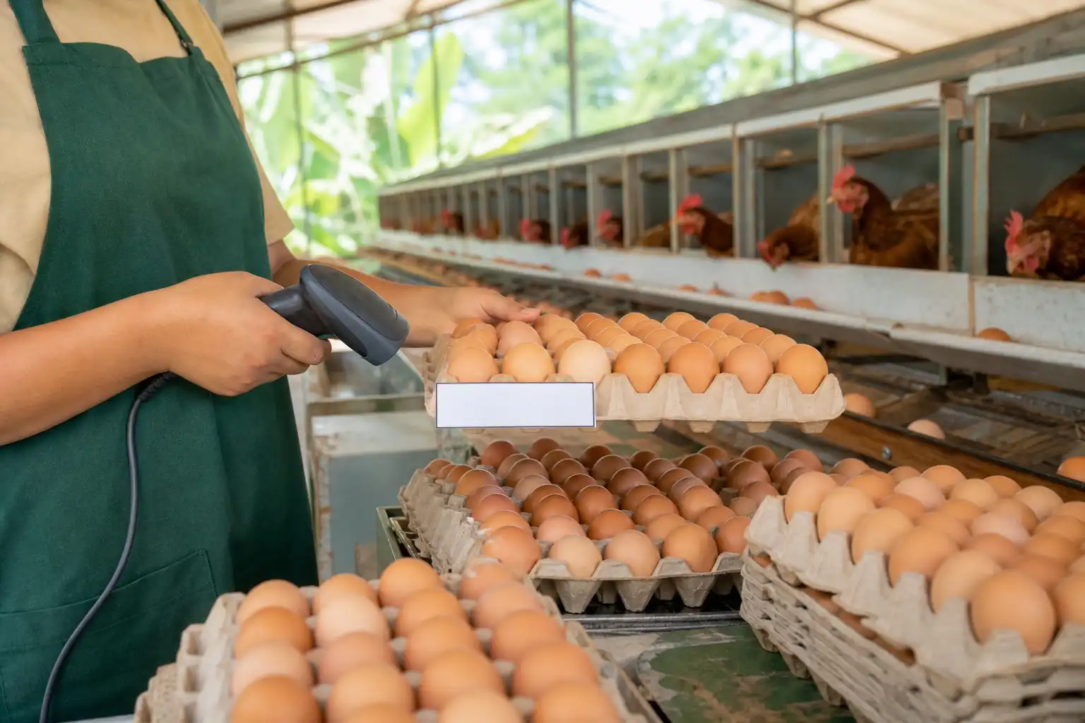 Clasificación de huevos en bandejas durante una jornada de recolección.